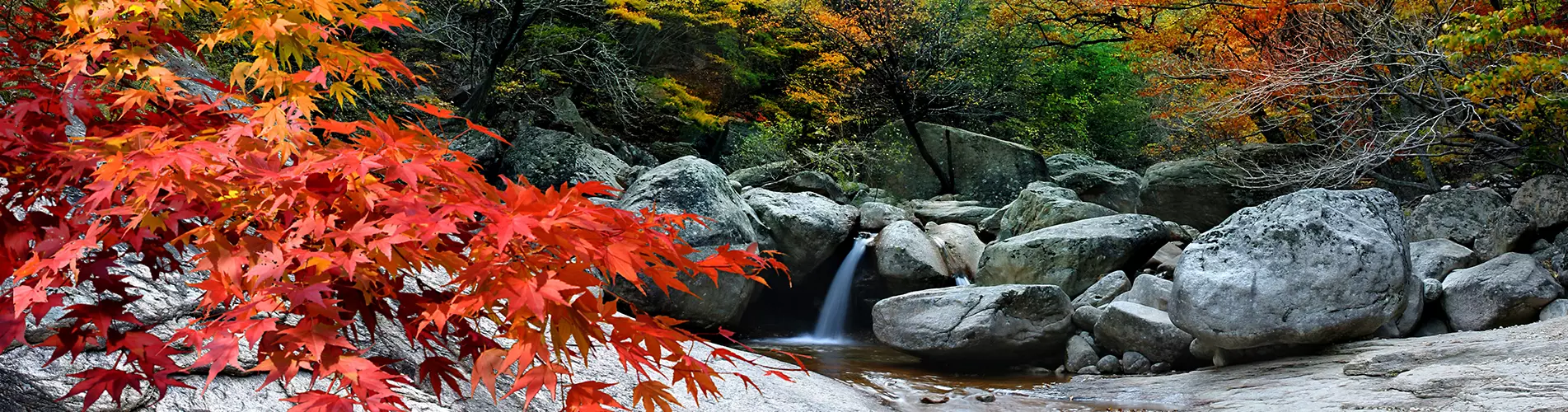 韓國1天遊·洪川金黃銀杏林 X 雪嶽山紅葉細賞