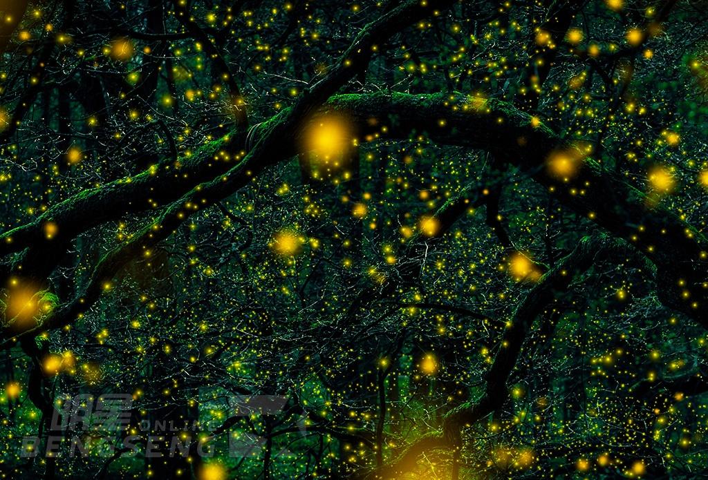 【自然風光】夜遊尋找螢火蟲探索之旅 (季節限量系列)