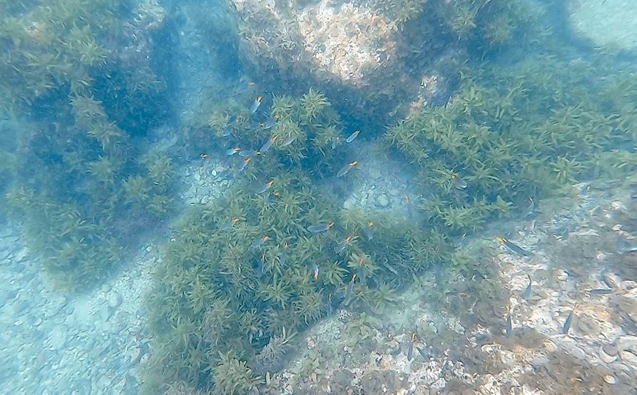 【本地親子遊】港版馬爾代夫 - 西貢白腊灣生態浮潛 + 獨木舟一天游