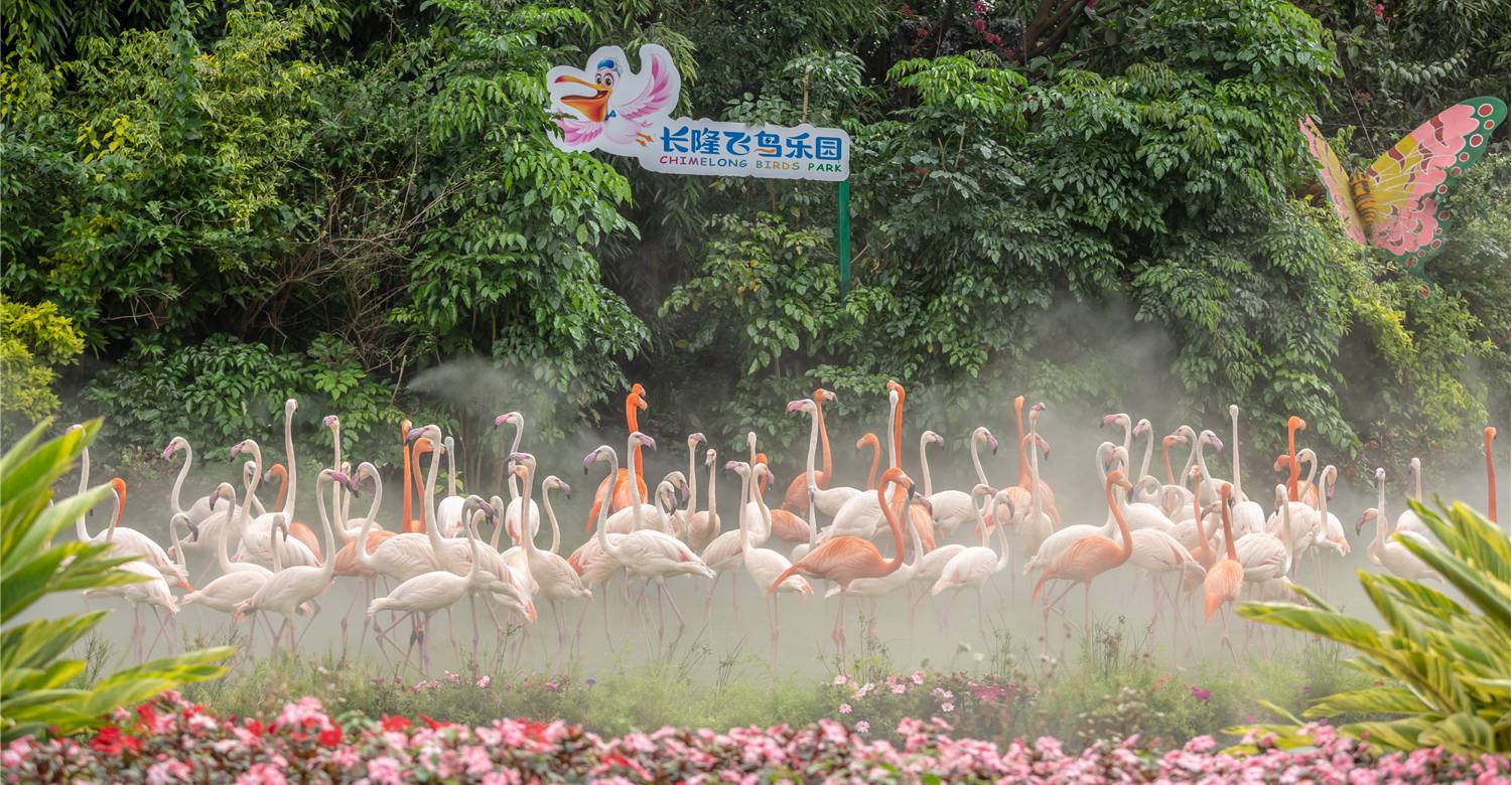 飛鳥樂園